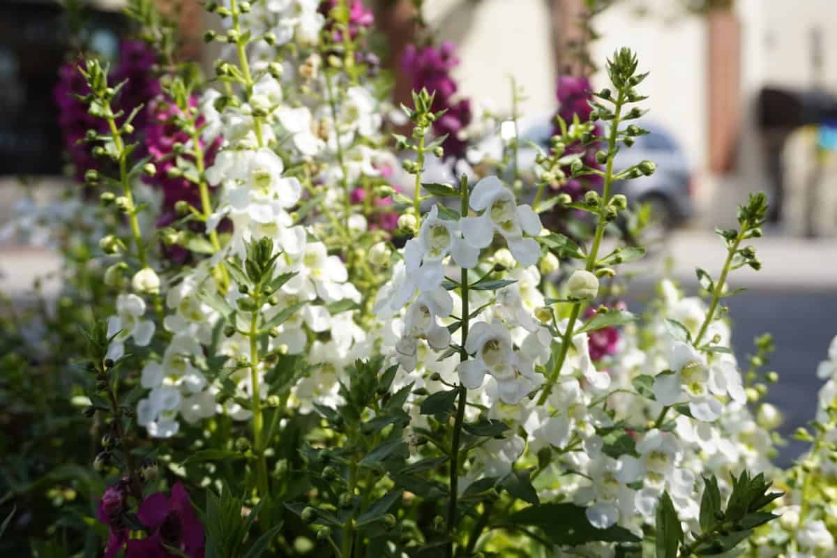 Welke bloeiende planten kunnen in de schaduw